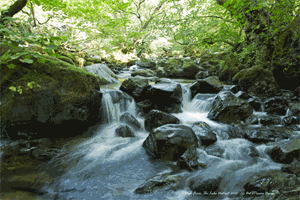 Picture of Cumbria - High Force, The Lakes 2010 - N1876