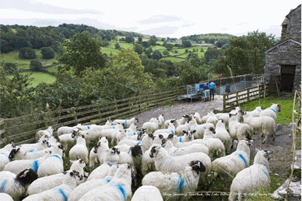 Picture of Cumbria - Troutbeck, The Lakes 2009 - N1880