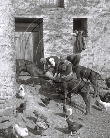 Picture of Devon - A busy Farmyard c1930s - N084