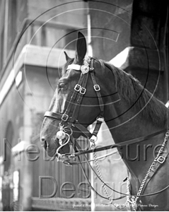 Picture of London - Whitehall Guards Horse c1930s - N830