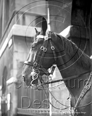 Picture of London - Whitehall Guards Horse c1930s - N830