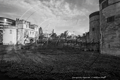 Remembrance Day with The Tower Poppies, Tower of London in London November 2014