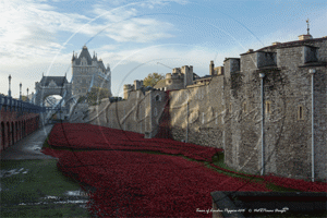 Tower of London with Tower Bridge  on Remembrance Day 2014, with the Tower Poppies