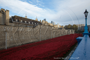 Remembrance Day with The Tower Poppies, Tower of London in London November 2014