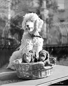 Picture of Misc - Animals, Dog and puppies c1930s - N938