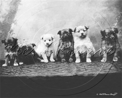 Picture of Misc - Animals, Dogs 6 Puppies c1930s - N1531