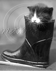 Picture of Misc - Animals, Cat in a Boot c1930s - N747