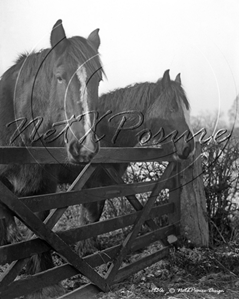 Picture of Misc - Animals, Horses c1930s - N761