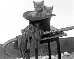 Picture of Misc - Animals, Kittens in a hat c1930s - N654