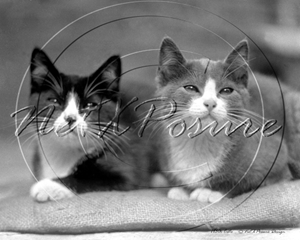 Picture of Misc - Animals, Cats c1930s - N741