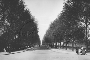 Picture of London, N - Finsbury Park, The Lime Avenue c1900s - N5320