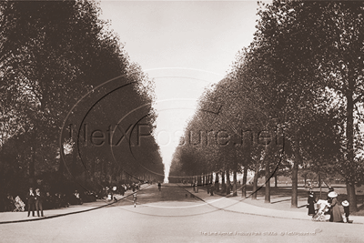 Picture of London, N - Finsbury Park, The Lime Avenue c1900s - N5320
